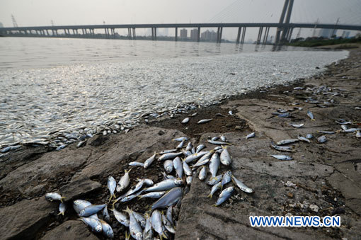Explosions à Tianjin : pas de cyanure dans la rivière où gisent des poissons morts