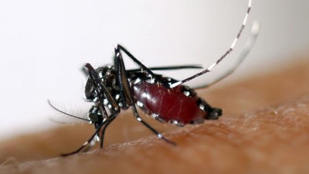 France : alerte inédite au moustique-tigre déclenchée à Paris