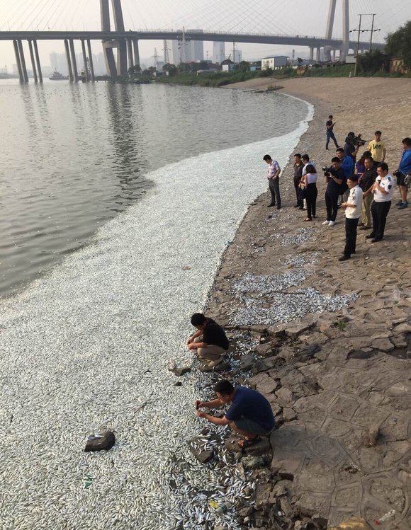 Tianjin : Morts en masse de poissons, une enquête est en cours