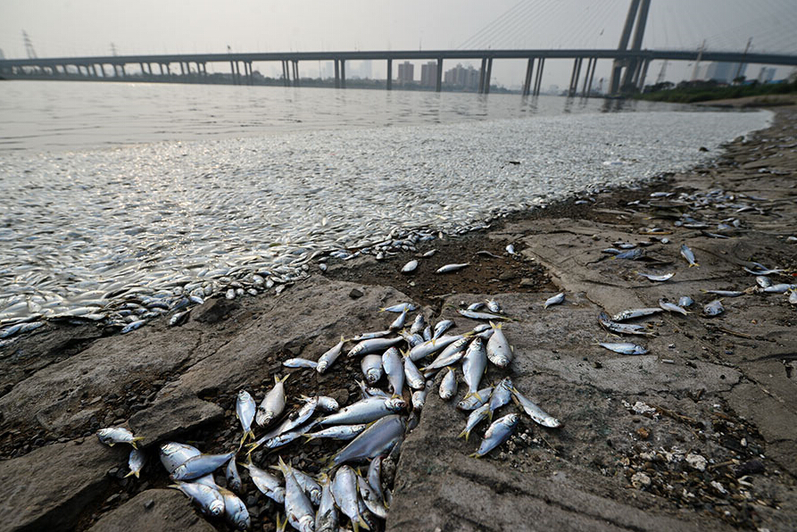 Tianjin : Morts en masse de poissons, une enquête est en cours