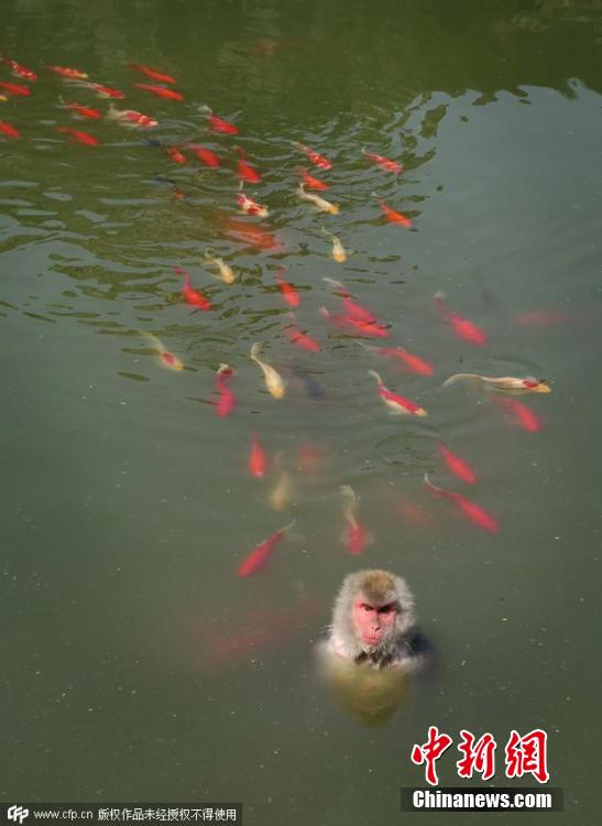 Canicule à Hefei : un singe comme un poisson dans l'eau