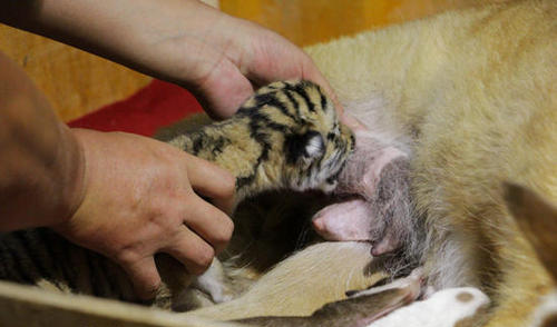 Une chienne allaite quatre bébés tigres dans un zoo du Nord-est de la Chine
