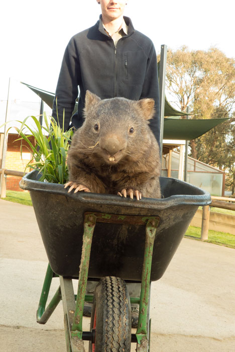 Le plus vieux wombat du monde en captivité rejoint le service de rencontres pour rechercher de l'amour
