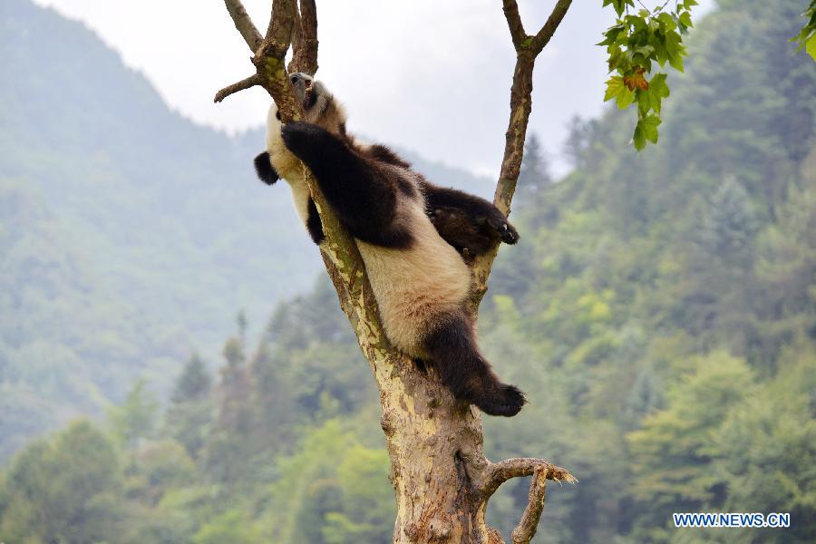 Photos d'adorables pandas géants