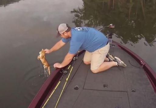 Deux américains repêchent des chatons dans une rivière