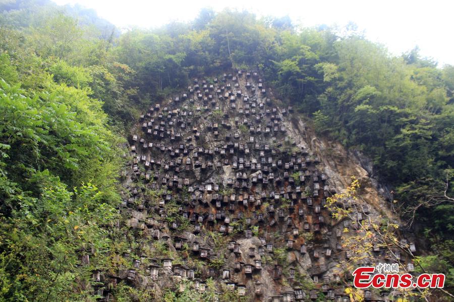 Vue saisissante d'un mur de ruches dans une réserve naturelle