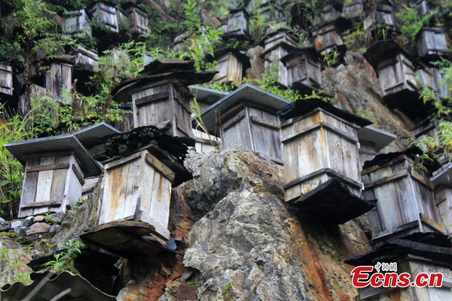 Vue saisissante d'un mur de ruches dans une réserve naturelle