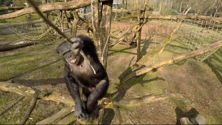 Un chimpanzé abat un drone dans un zoo… et c'était voulu !