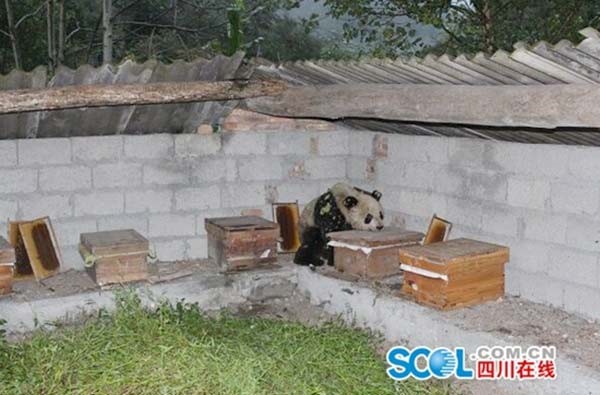 Un panda glouton dévore le contenu de 10 ruches à miel (et les abeilles avec...)