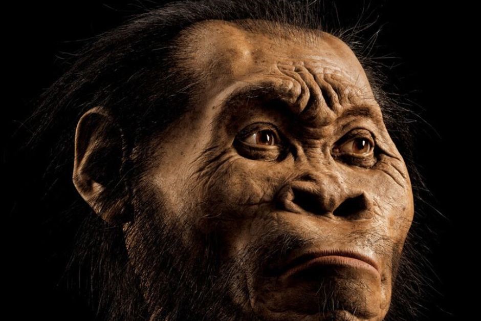 Découverte d'une nouvelle espèce du genre humain, l'Homo naledi