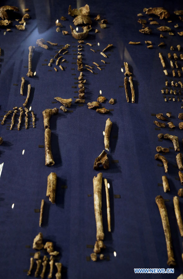 L'Homo naledi, une nouvelle espèce d'homme découverte en Afrique du Sud