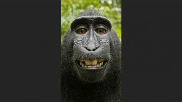 Un singe aux selfies va-t-il obtenir des droits d'auteur ?