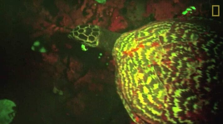 Découverte du premier reptile biofluorescent du monde, une tortue du Pacifique