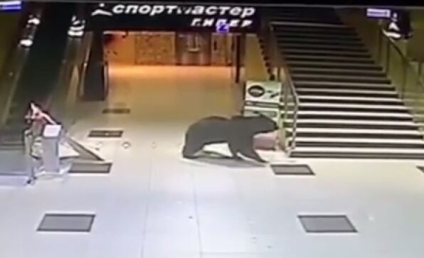 Un ours abattu après une virée dans un centre commercial en Russie