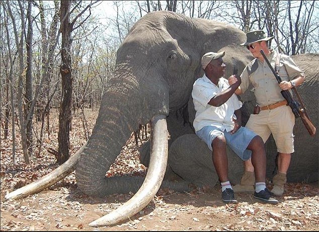 Un chasseur allemand débourse 60 000 Dollars pour tuer un éléphant au Zimbabwe