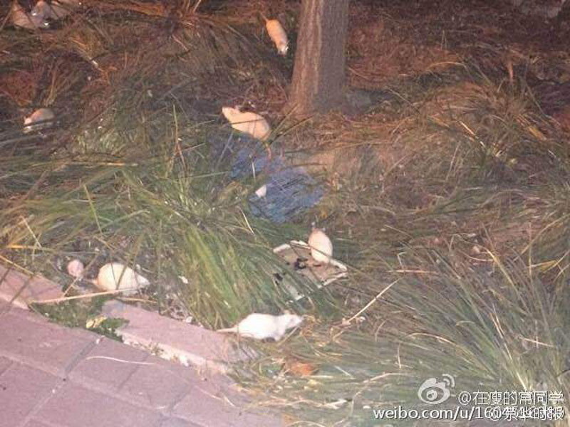 Beijing : une centaine de souris blanches retrouvées près du parc olympique