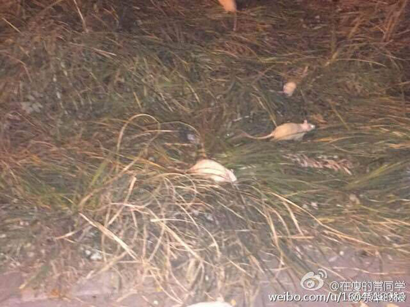 Beijing : une centaine de souris blanches retrouvées près du parc olympique