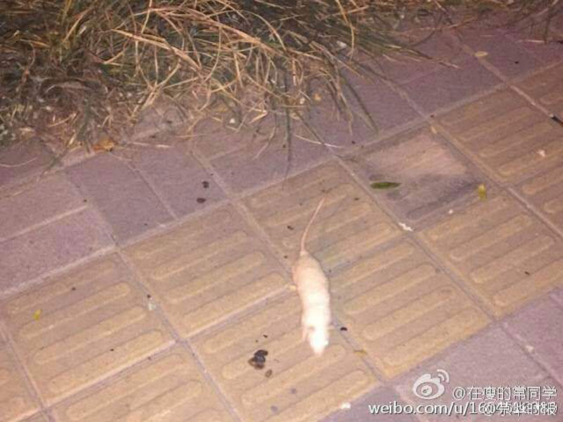 Beijing : une centaine de souris blanches retrouvées près du parc olympique