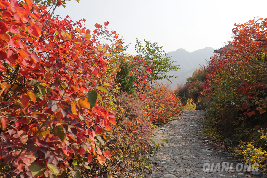 Les feuilles rouges embellissent l'ouest de Beijing
