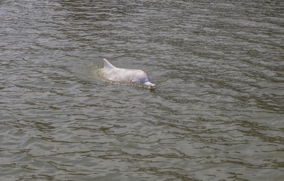 Frayeur pour un dauphin blanc dans la rivière des Perles