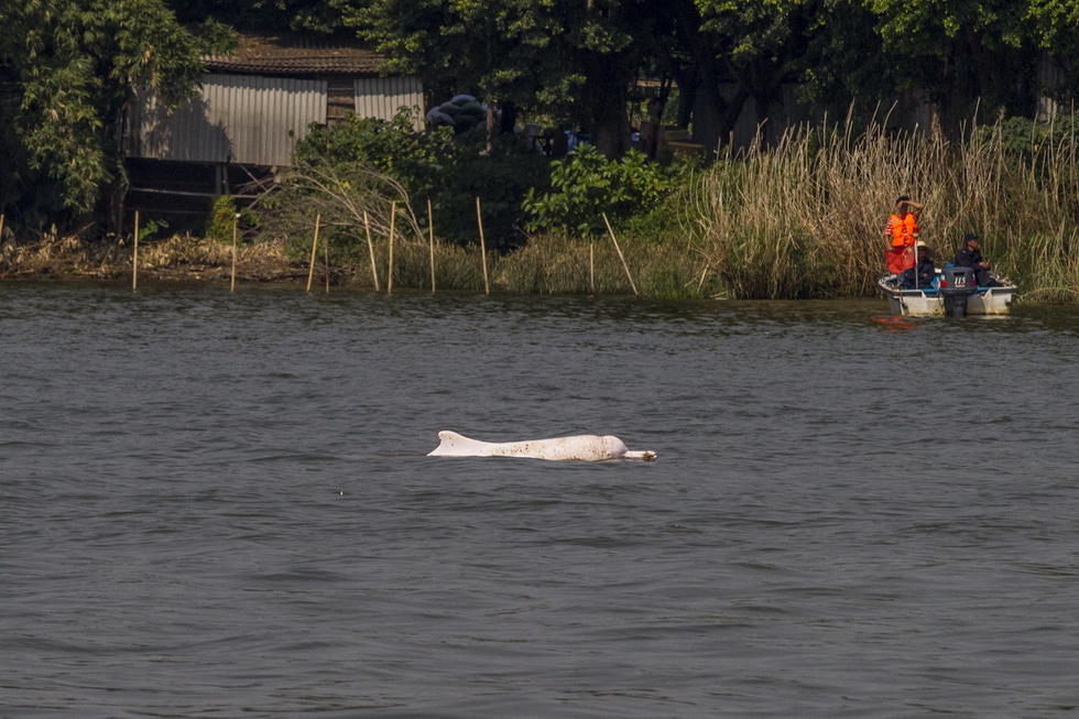 Frayeur pour un dauphin blanc dans la rivière des Perles