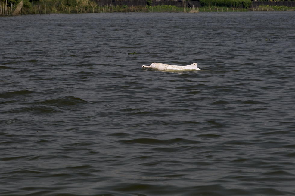 Frayeur pour un dauphin blanc dans la rivière des Perles