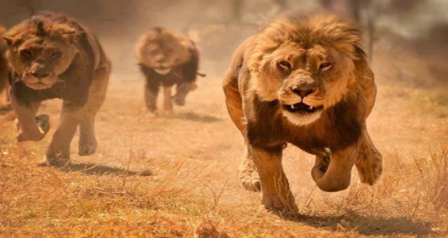 La moitié des lions d'Afrique menacés de disparition d'ici 20 ans