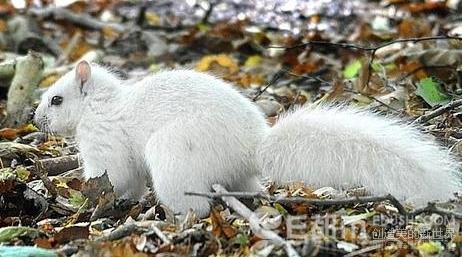 Un écureuil albinos photographié en Grande-Bretagne