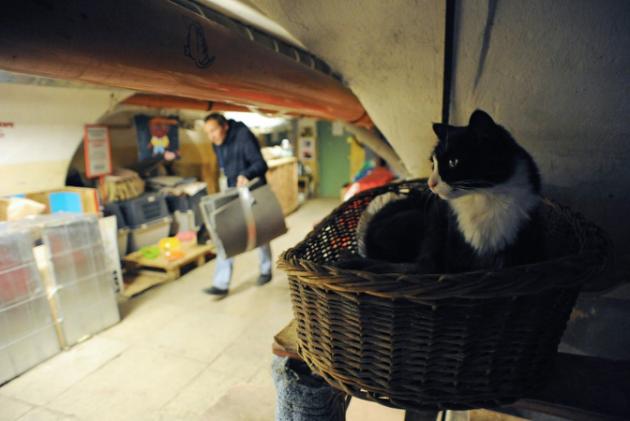 Au Musée de l'Ermitage, les chats tiennent compagnie aux chefs d'œuvre