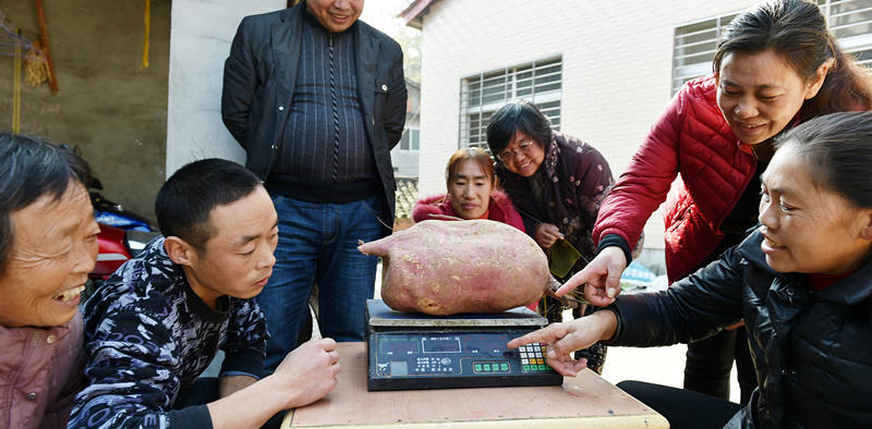 Hubei : une patate de 9,3 kg