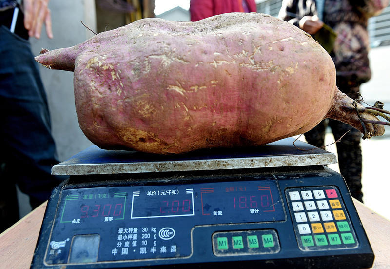 Hubei : une patate de 9,3 kg