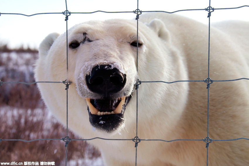 Défense d’entrer : un ours polaire en colère
