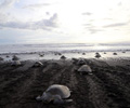 Costa Rica : des milliers de tortues viennent pondre le long des côtes
