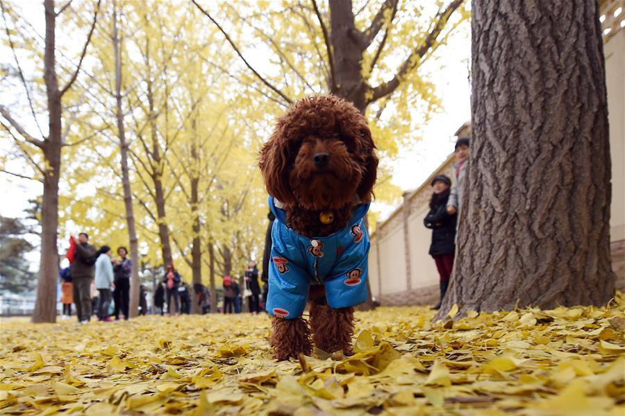 Les dernières feuilles de Ginkgo pour accueillir la nouvelle saison