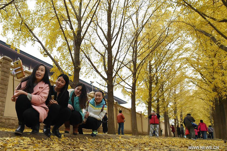 Les dernières feuilles de Ginkgo pour accueillir la nouvelle saison