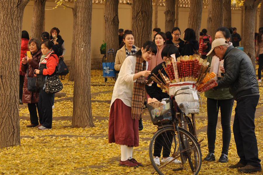 Les dernières feuilles de Ginkgo pour accueillir la nouvelle saison