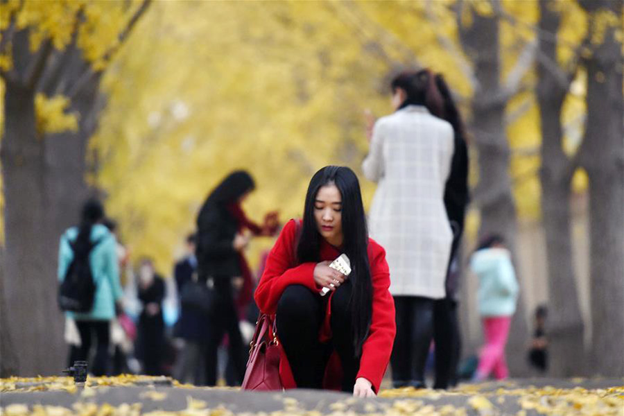 Les dernières feuilles de Ginkgo pour accueillir la nouvelle saison