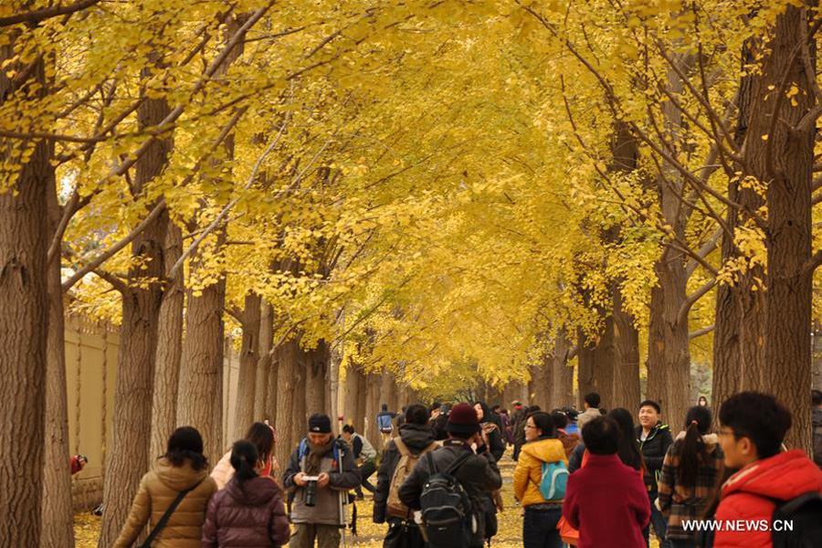 Les dernières feuilles de Ginkgo pour accueillir la nouvelle saison