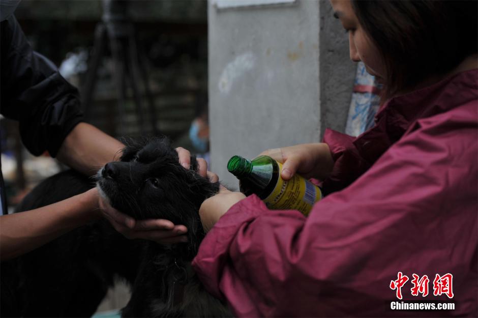 Des milliers de chiens errants sauvés dans le Hubei 