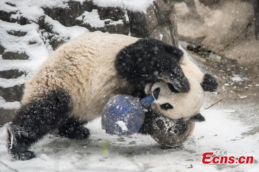 Les pandas goûtent aux joies de la neige au Zoo de Beijing
