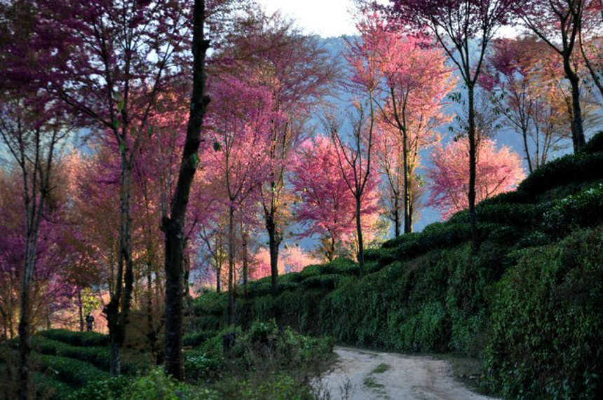 Arbres roses et paysages enchanteurs du printemps au Yunnan