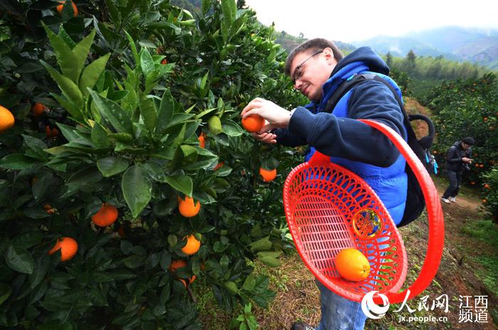 Découvrez les oranges de Ganzhou : une des spécialités du Jiangxi 