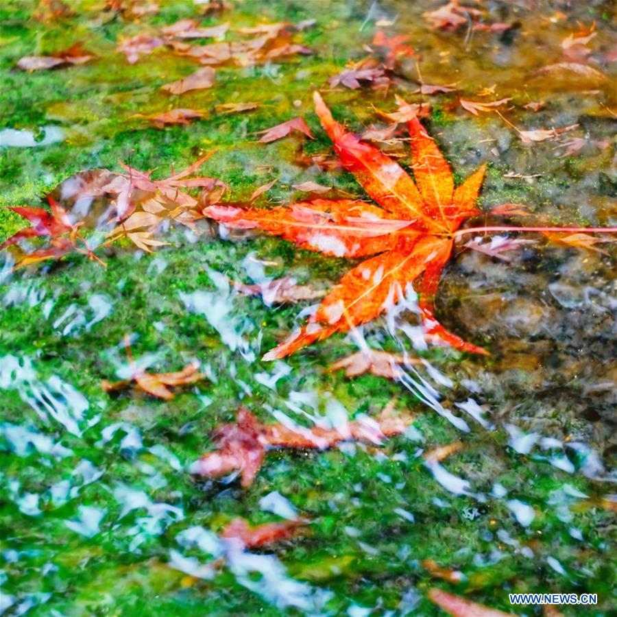 Japon: des feuilles d'érable à Kyoto