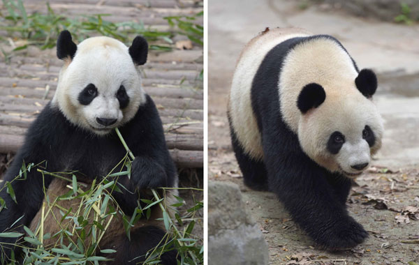 Nouvelle lumière sur la sexualité des pandas
