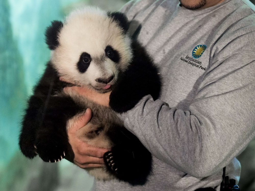 Le bébé panda Bei Bei présenté pour la première fois aux médias