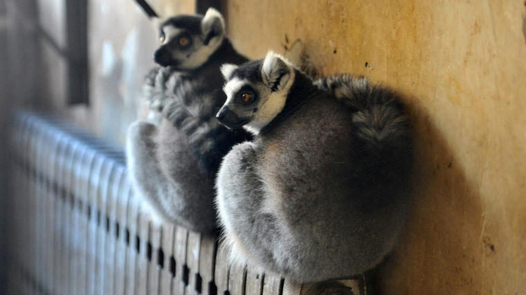 Zoo en hiver : du chauffage pour nos amis les bêtes