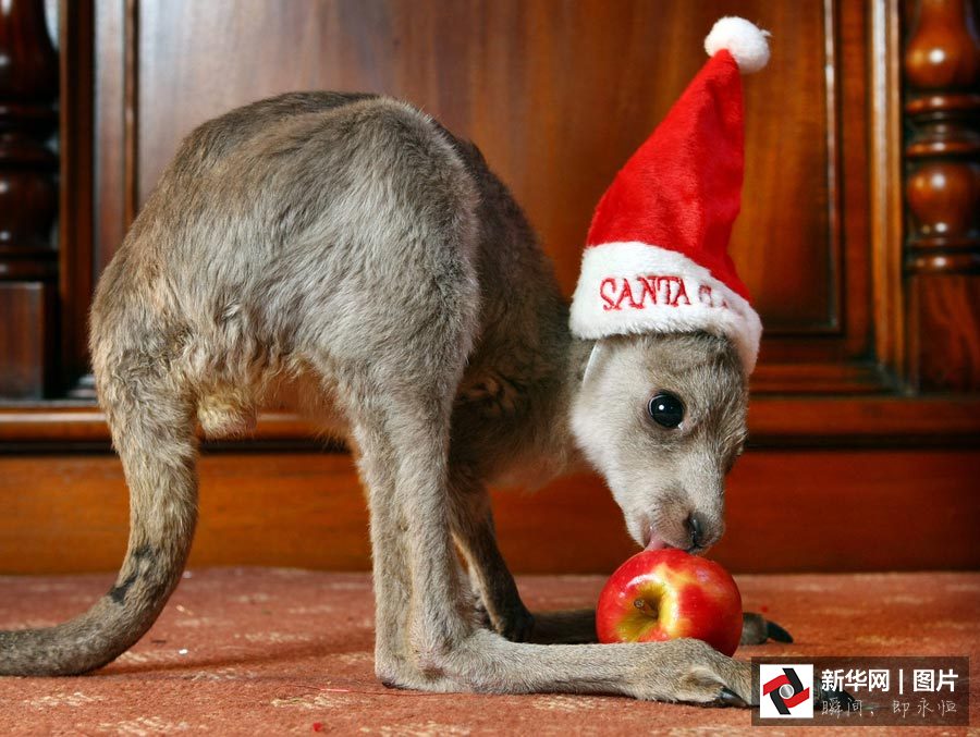 Galerie photos : des animaux déguisés en père Noël