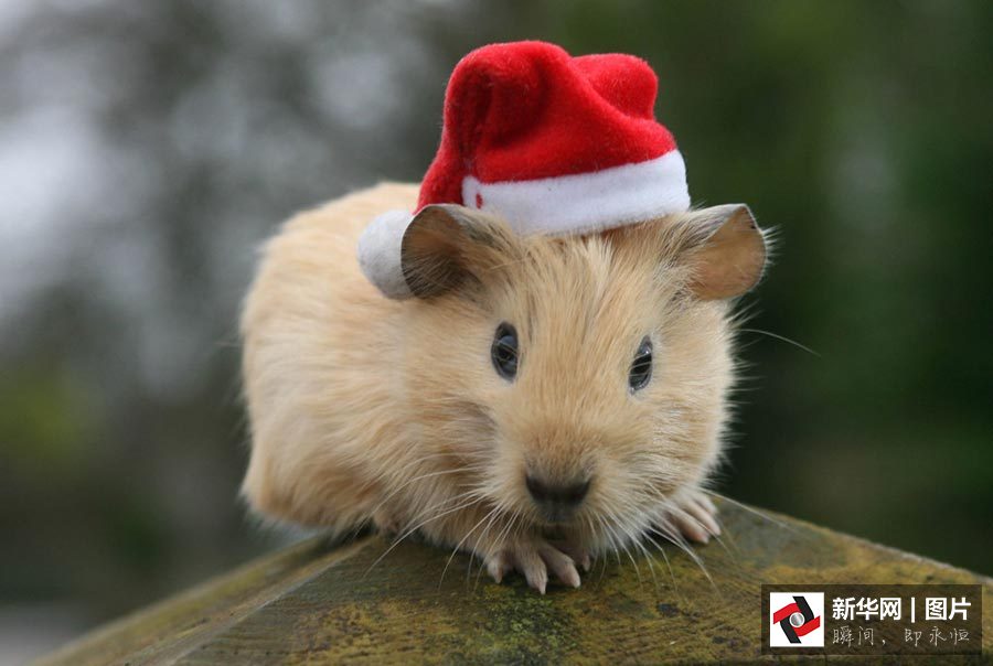 Galerie photos : des animaux déguisés en père Noël