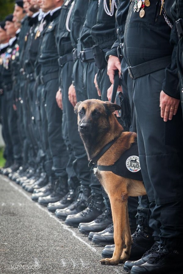 La chienne Diesel décorée à titre posthume pour son rôle dans la lutte antiterroriste