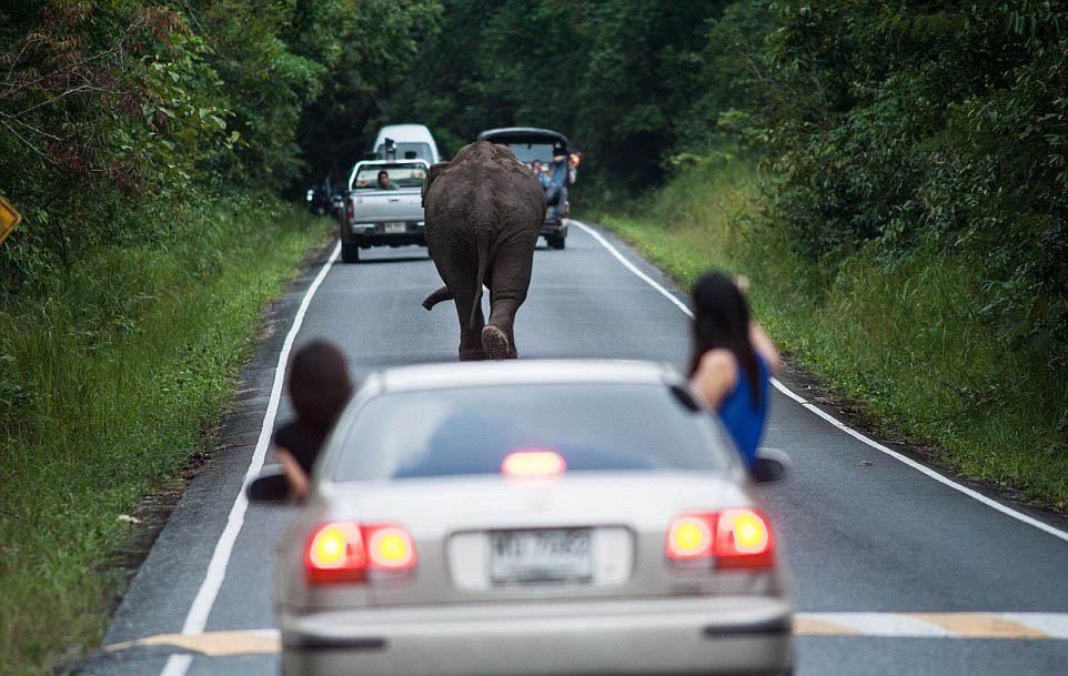 Un éléphant bloque la circulation pendant une heure sur une route de Thaïlande